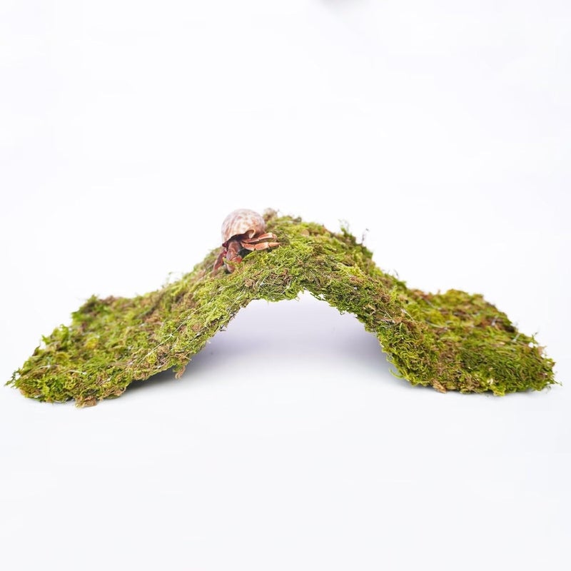 Begeterday Hermit Crab Climbing Toys, 13.5 inch Bendable Climbing Bridge, Ideal Hermit Crab Supplies for 10 Gallon Hermit Crab Tank - Image 1
